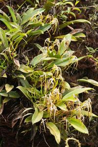 Maxillaria speciosa