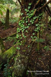 Corybas diemenicus