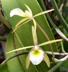 Brassavola ceboletta