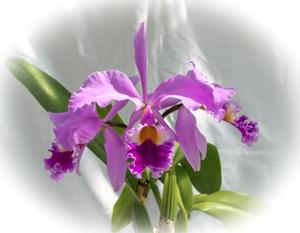 Cattleya gaskelliana