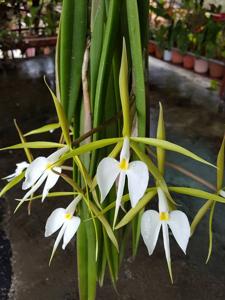 Epidendrum parkinsonianum