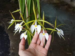 Epidendrum parkinsonianum