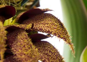 Bulbophyllum phalaenopsis