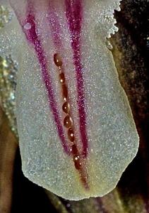 Pleurothallopsis pandurata