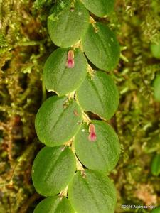 Andinia nummularia