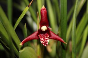 Maxillaria tenuifolia