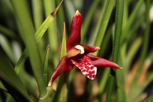 Maxillaria tenuifolia