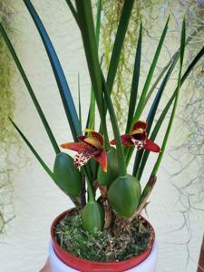 Maxillaria tenuifolia