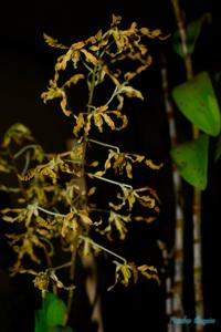 Dendrobium discolor