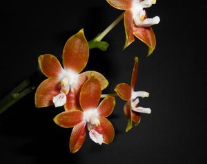 Phalaenopsis venosa