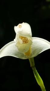 Maxillaria albiflora