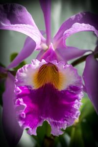 Cattleya gaskelliana