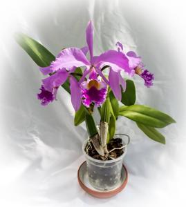 Cattleya gaskelliana