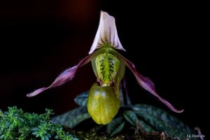 Paphiopedilum canhii