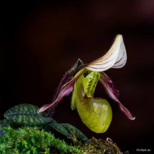 Paphiopedilum canhii