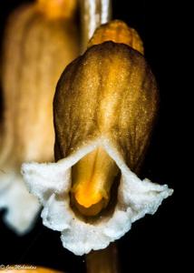 Gastrodia sesamoides