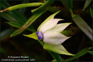 Dendrobium cyanocentrum