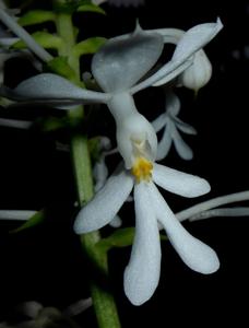 Calanthe triplicata