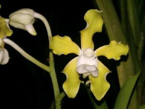 Vanda tessellata