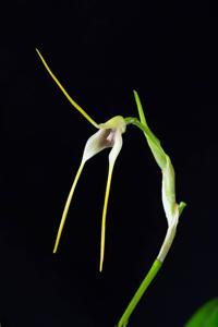 Masdevallia mezae