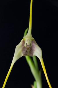 Masdevallia mezae