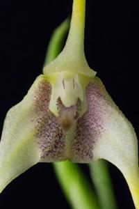 Masdevallia mezae