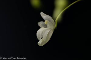 Pabstiella mirabilis