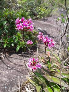 Epidendrum secundum