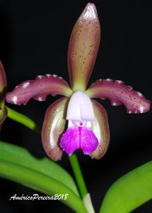 Cattleya tigrina