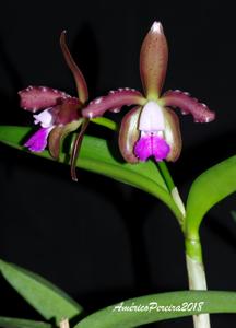 Cattleya tigrina