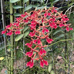 Renanthera storiei