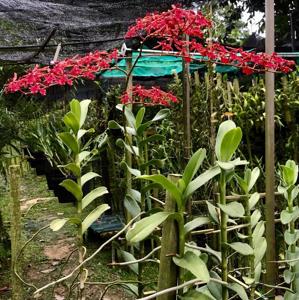 Renanthera storiei