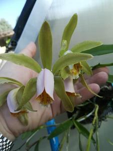 Cattleya forbesii