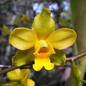 Cyrtopodium flavum