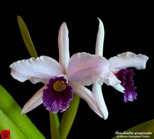 Cattleya purpurata