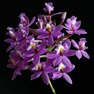 Epidendrum secundum