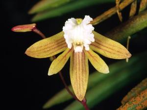 Dendrobium striolatum