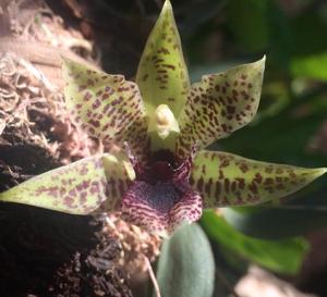 Promenaea stapelioides