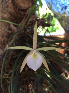 Brassavola tuberculata