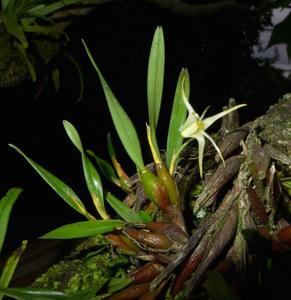 Dendrobium anisobulbon