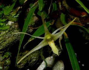 Dendrobium anisobulbon