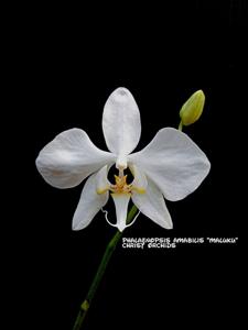 Phalaenopsis amabilis