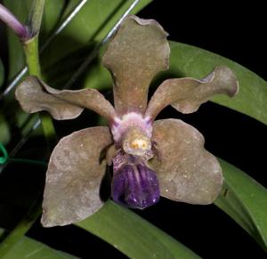 Vanda tessellata