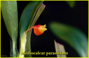 Mediocalcar paradoxum
