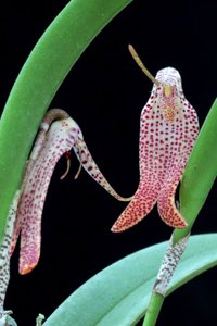 Restrepia chocoensis
