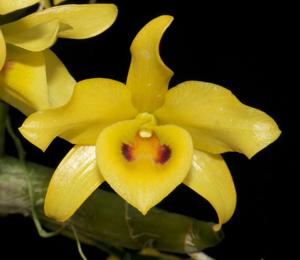 Dendrobium friedericksianum