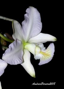 Cattleya nobilior