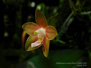 Phalaenopsis venosa