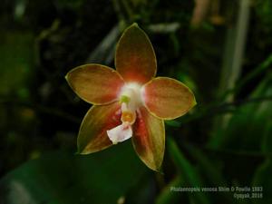 Phalaenopsis venosa