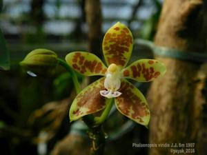 Phalaenopsis viridis